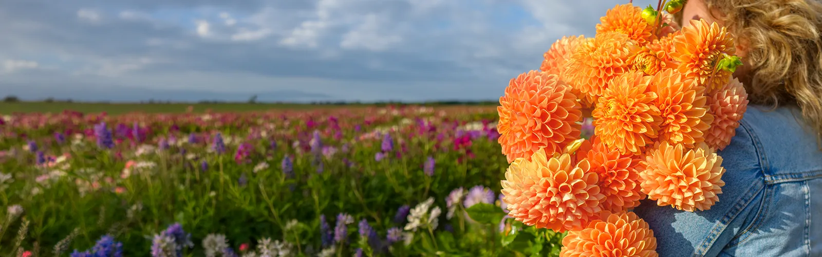 Straight From Holland to Your Garden